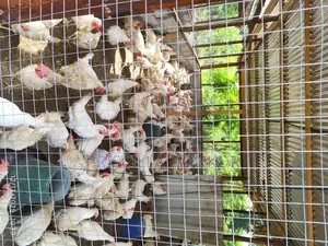 Laying Birds for Sale . 80% Percent Laying Rate. 9 Months Old