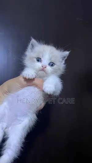1-3 months Female Purebred Ragdoll