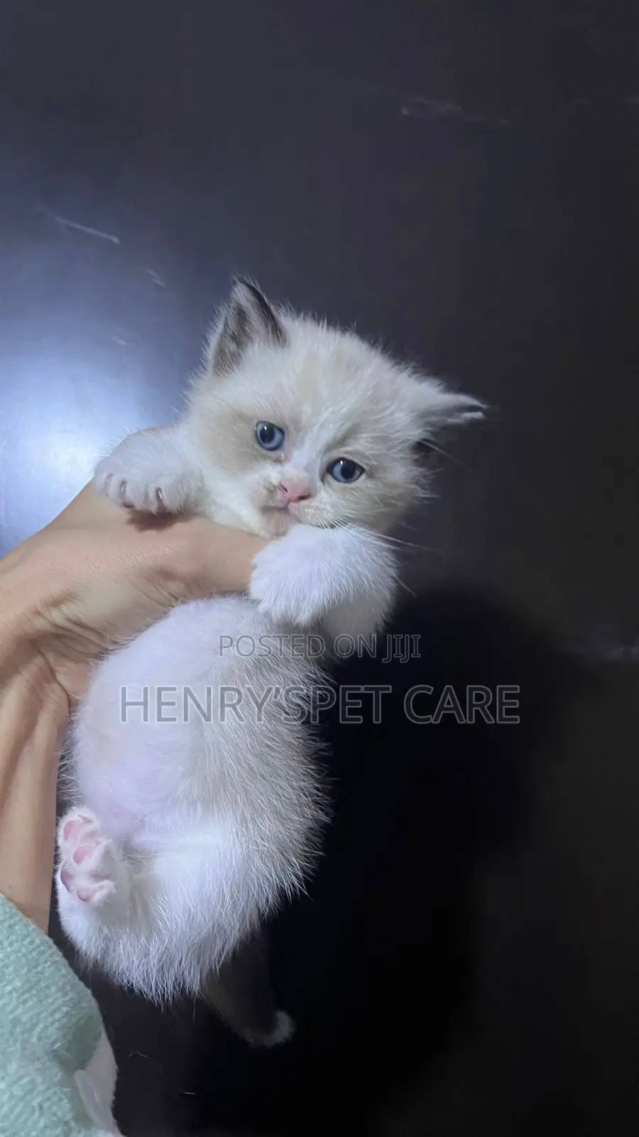 1-3 months Female Purebred Ragdoll