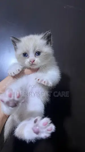 1-3 months Female Purebred Ragdoll