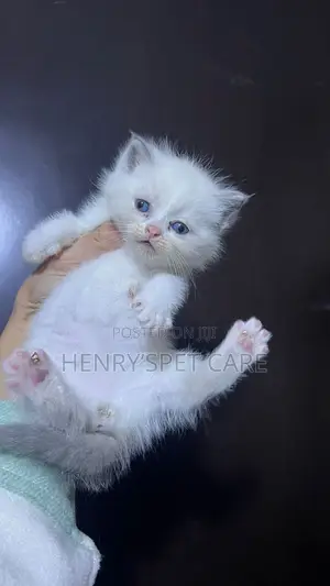 1-3 months Female Purebred Ragdoll