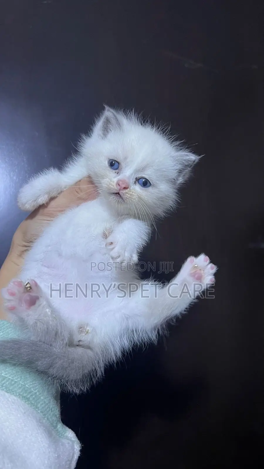1-3 months Female Purebred Ragdoll
