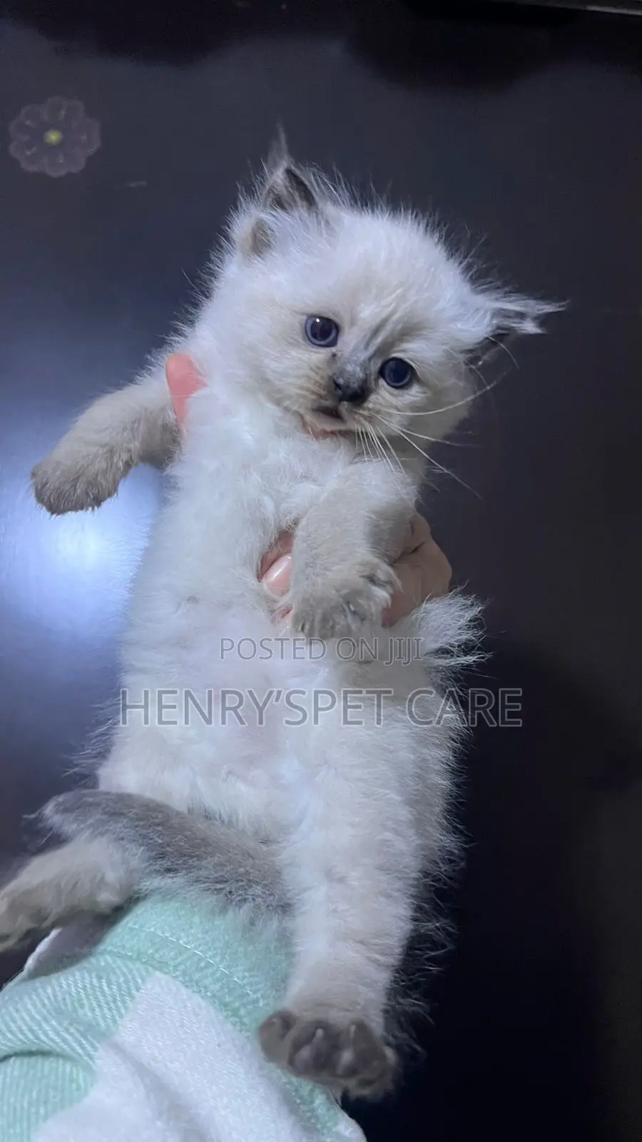 1-3 months Female Purebred Ragdoll
