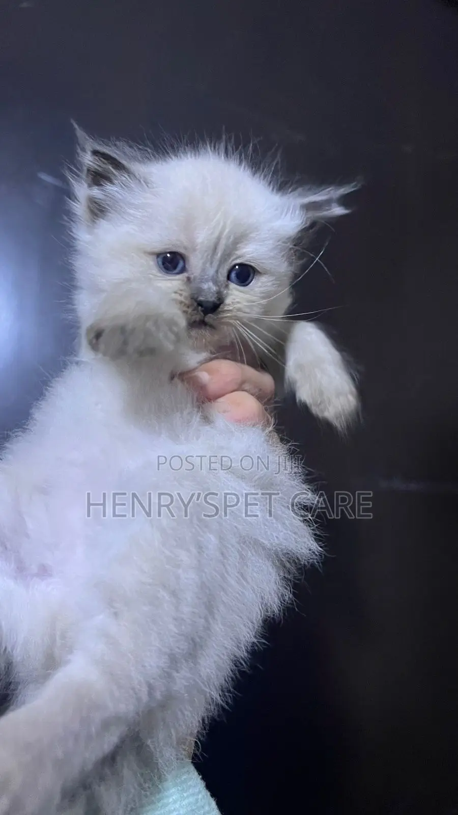 1-3 months Female Purebred Ragdoll