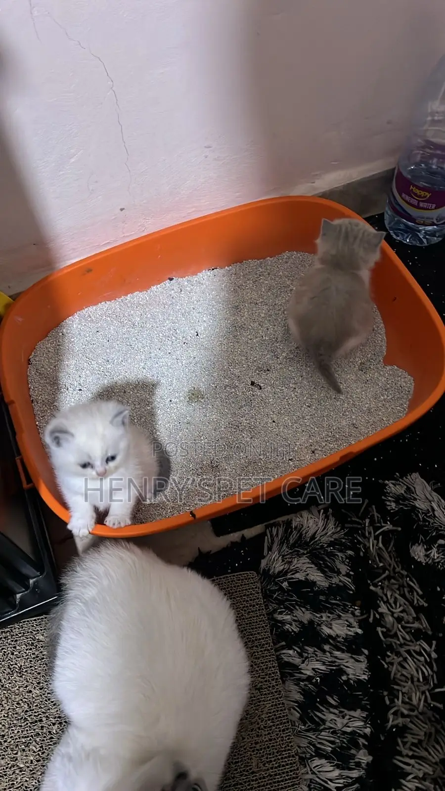 1-3 months Female Purebred Ragdoll