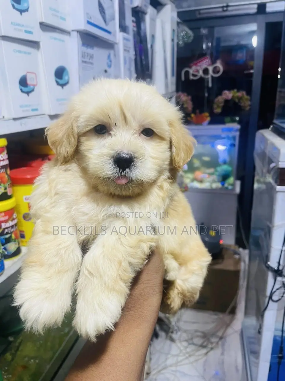 1-3 months Female Purebred Maltese