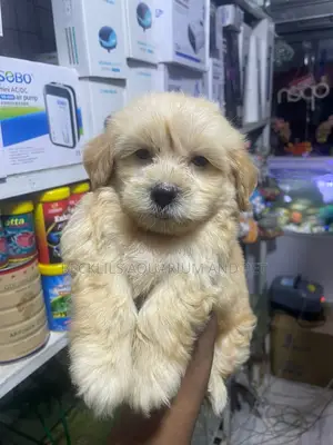 1-3 months Female Purebred Maltese