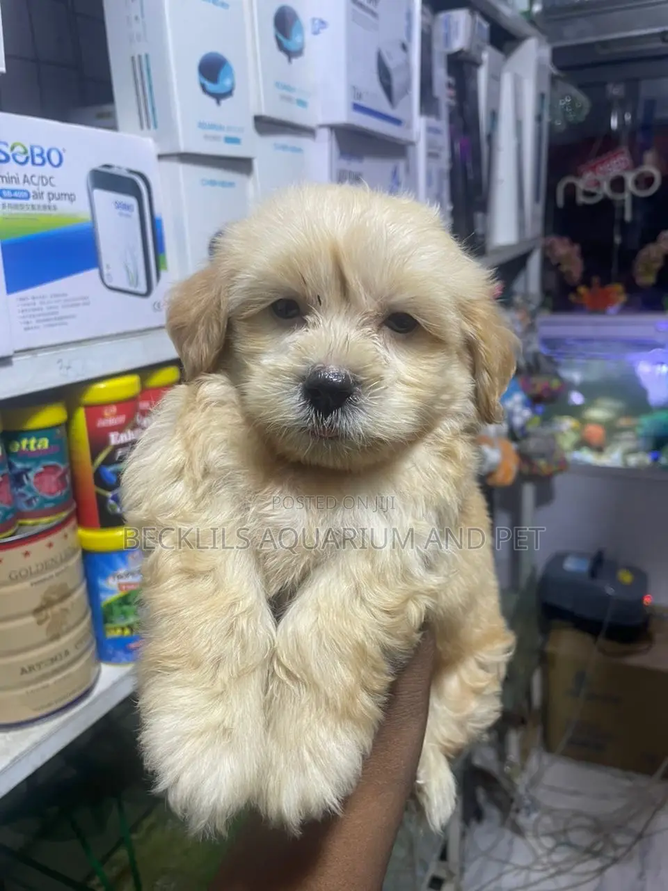 1-3 months Female Purebred Maltese