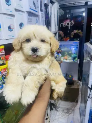 1-3 months Female Purebred Maltese