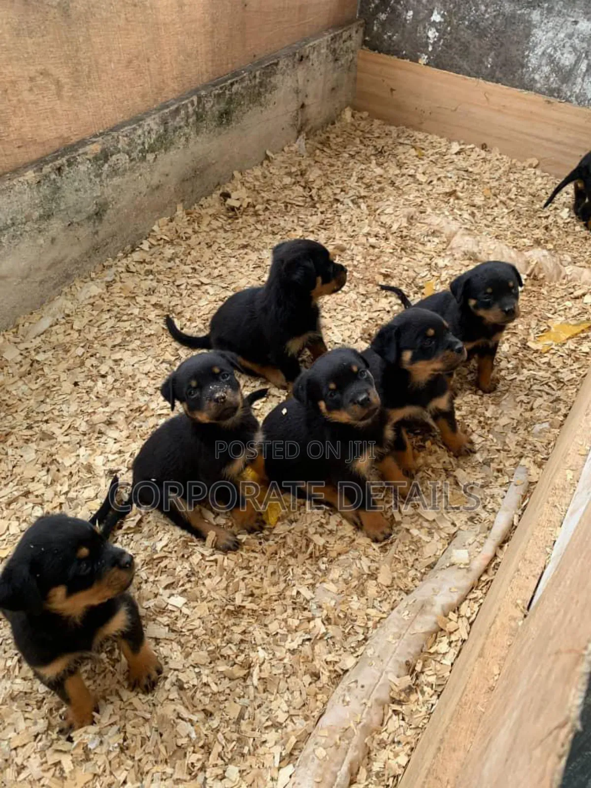 1+ year Female Purebred Rottweiler