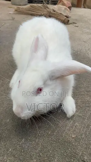 Mandrake Rabbit Farm