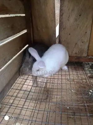 Mandrake Rabbit Farm