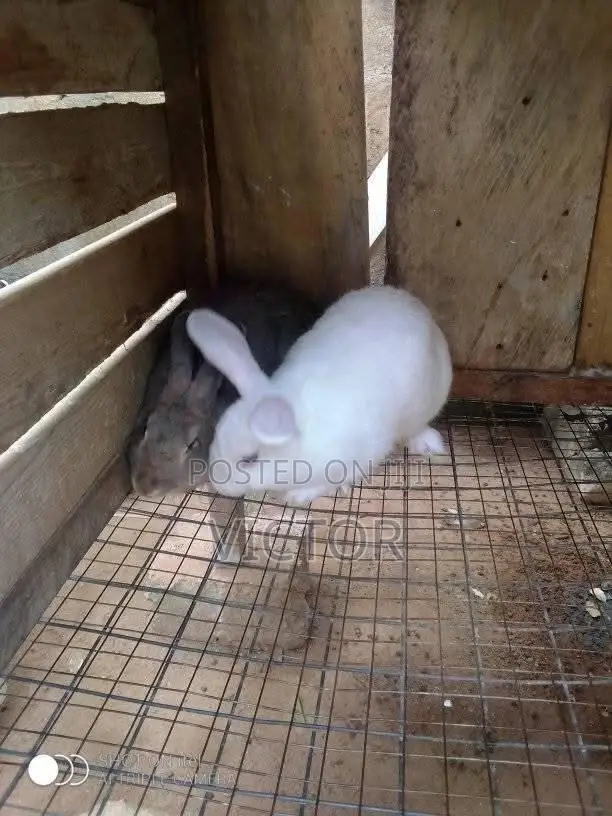 Mandrake Rabbit Farm