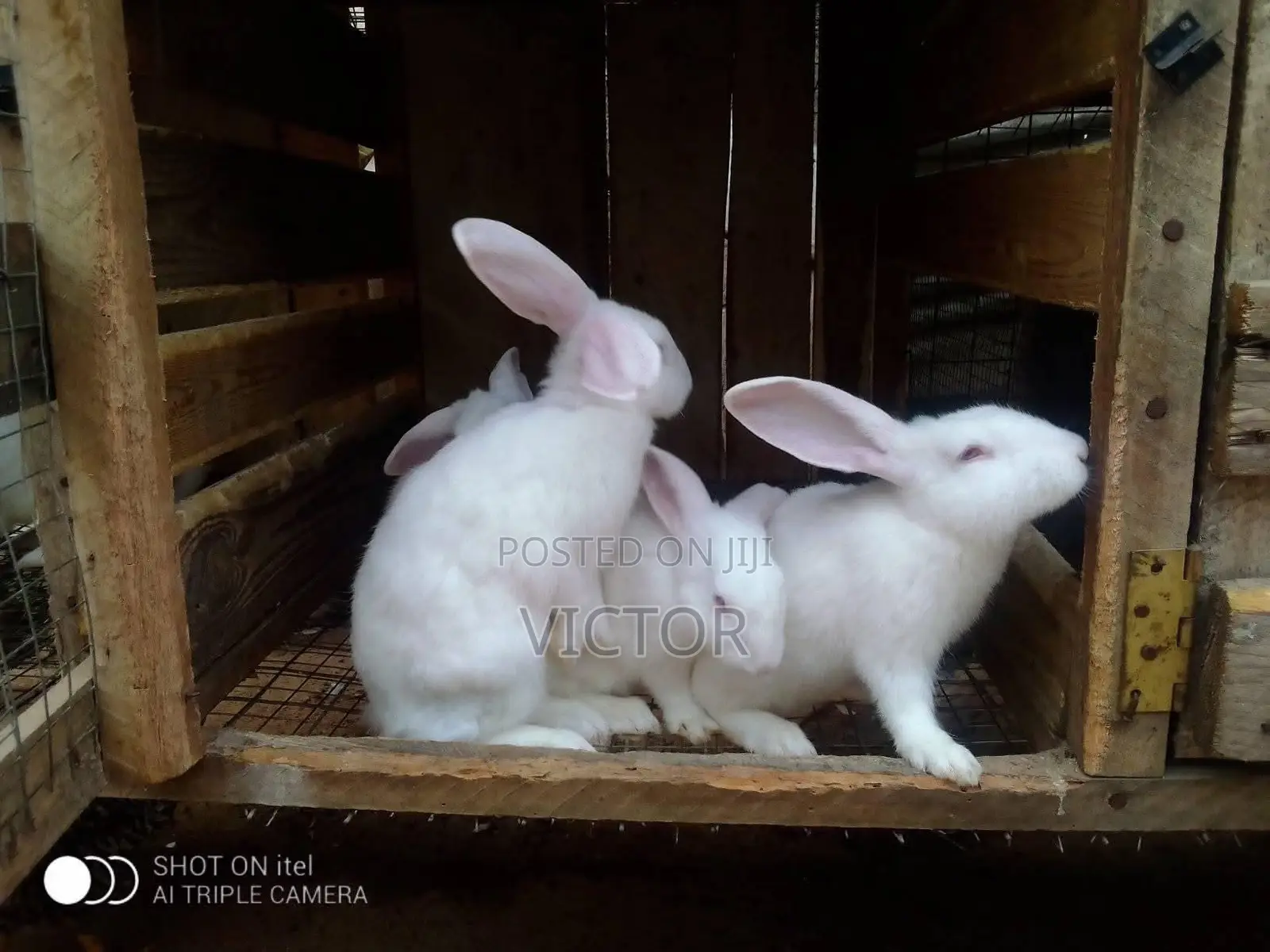 Mandrake Rabbit Farm