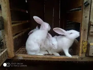 Mandrake Rabbit Farm