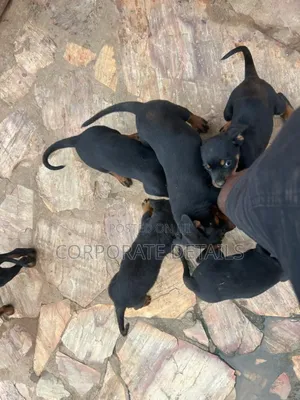 1-3 months Female Purebred Rottweiler