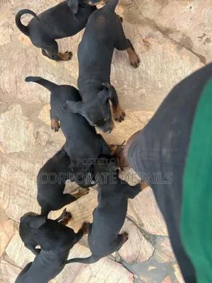 1-3 months Female Purebred Rottweiler