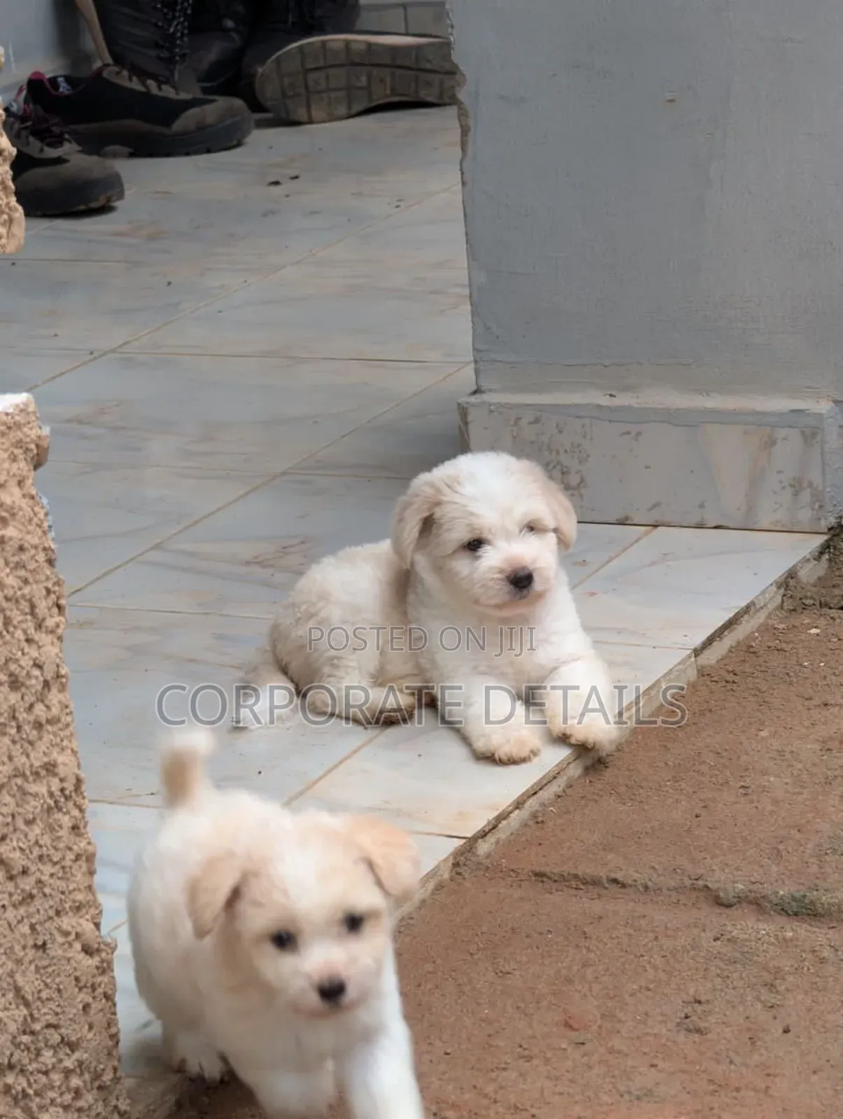 1-3 months Female Purebred Maltese
