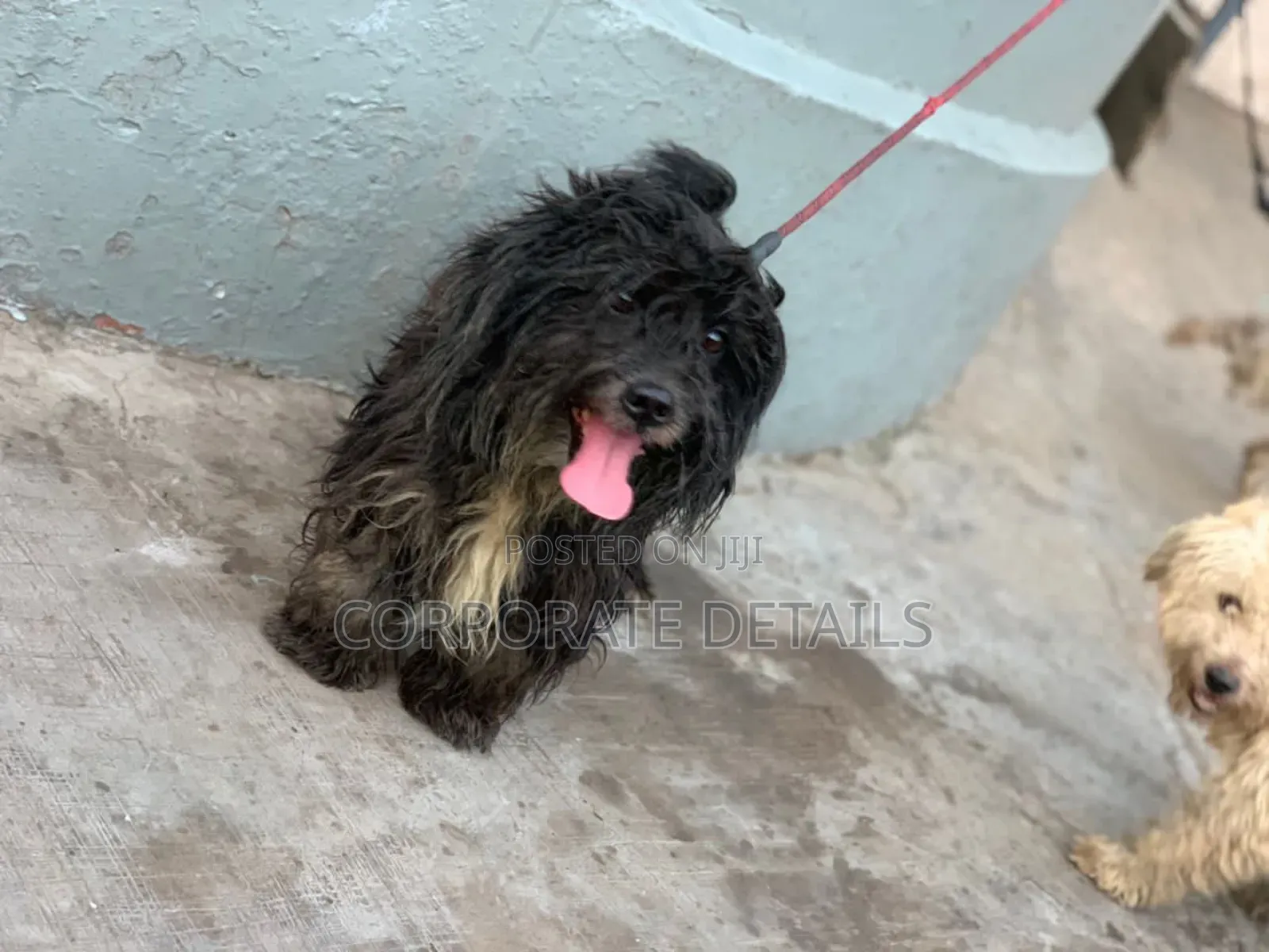 1-3 months Female Purebred Maltese