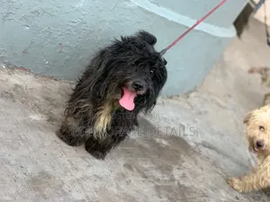 1-3 months Female Purebred Maltese