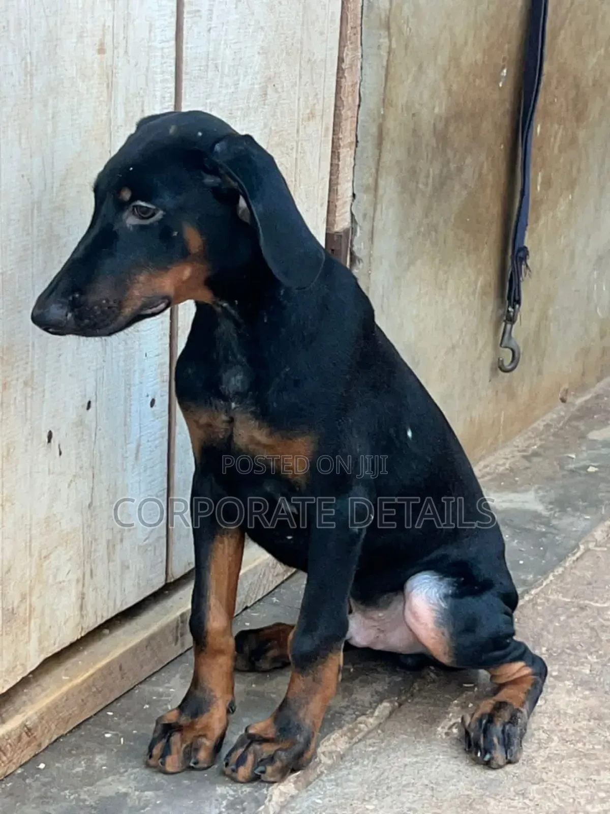 6-12 months Male Purebred Doberman Pinscher