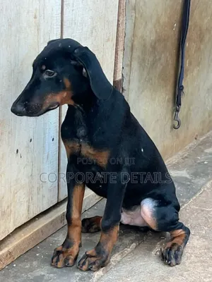 6-12 months Male Purebred Doberman Pinscher