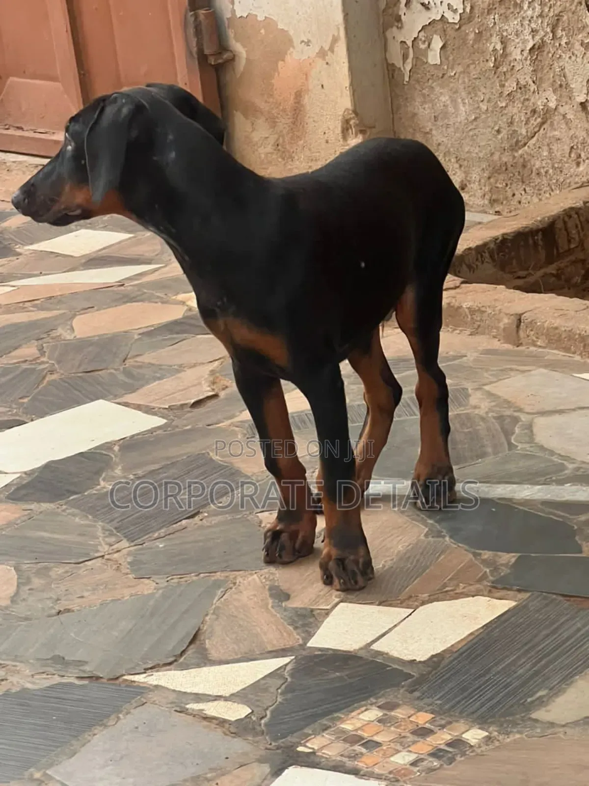 6-12 months Male Purebred Doberman Pinscher