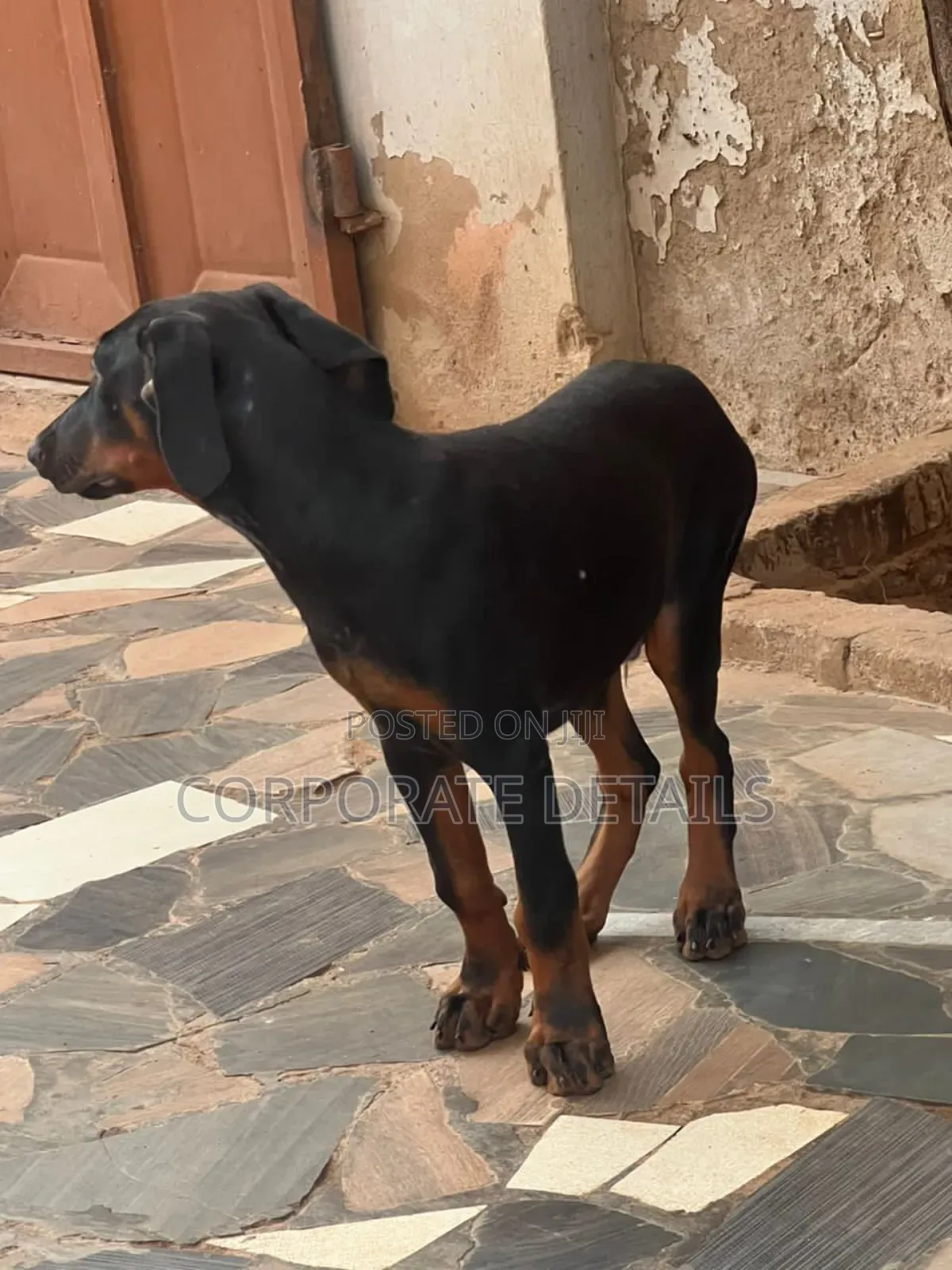 6-12 months Male Purebred Doberman Pinscher