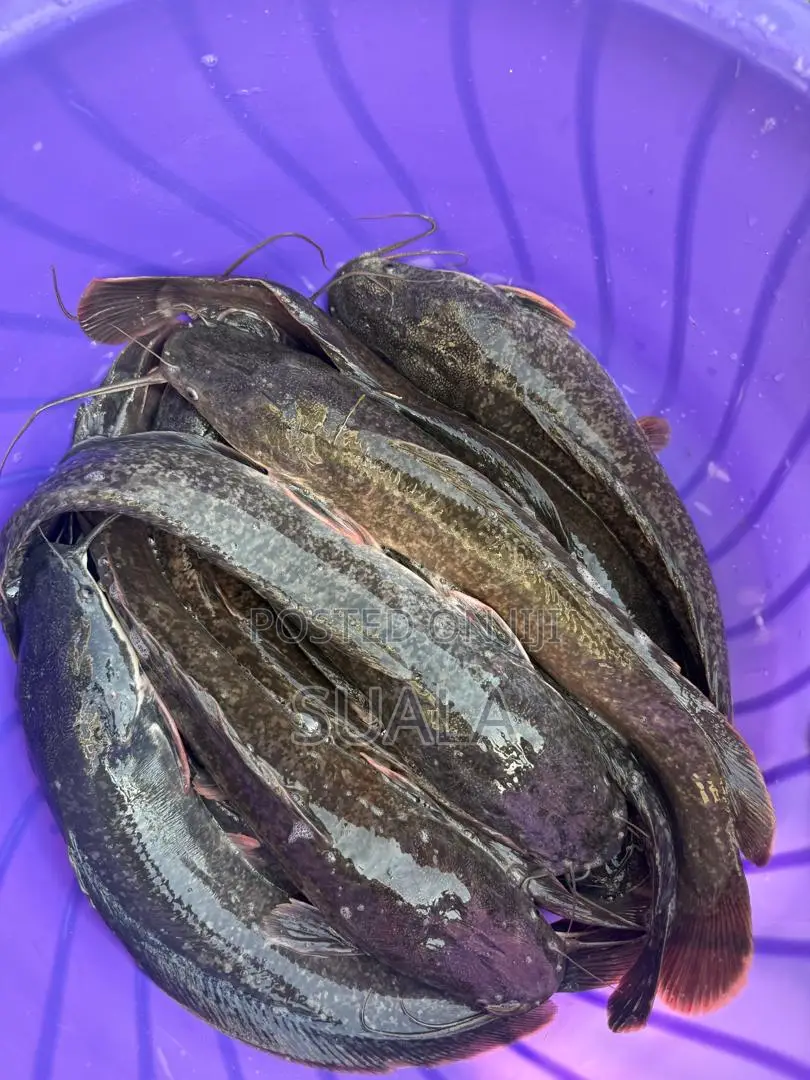 Catfish Farming