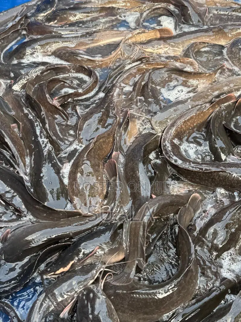 Catfish Farming