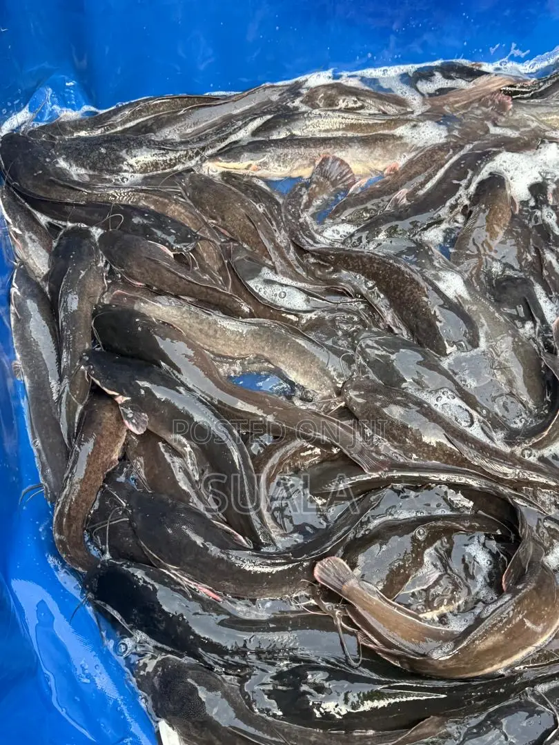 Catfish Farming