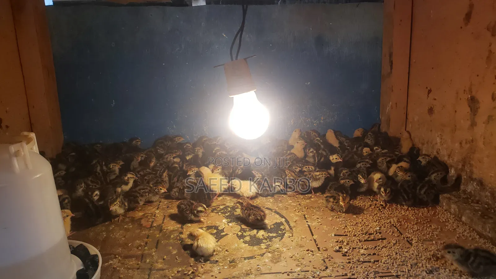 Quail Chicks