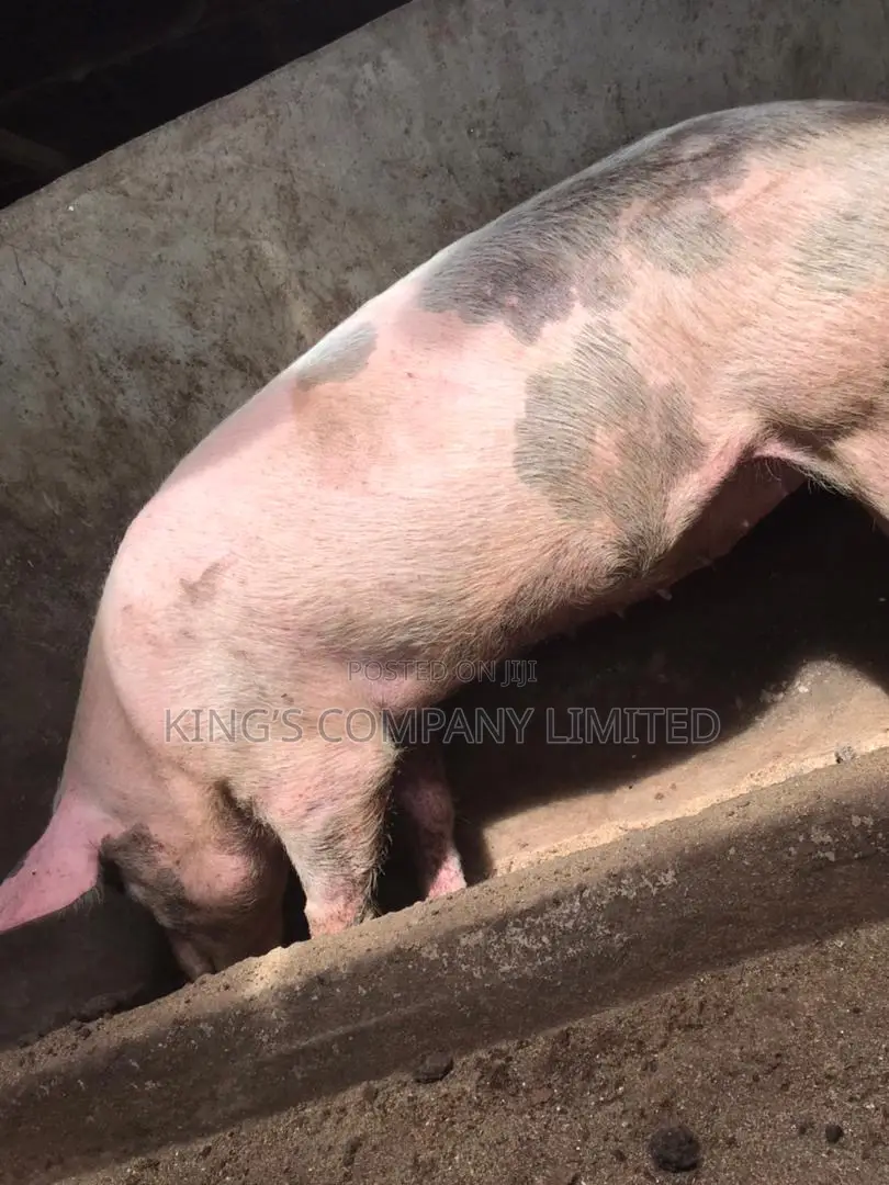 Fresh Pork