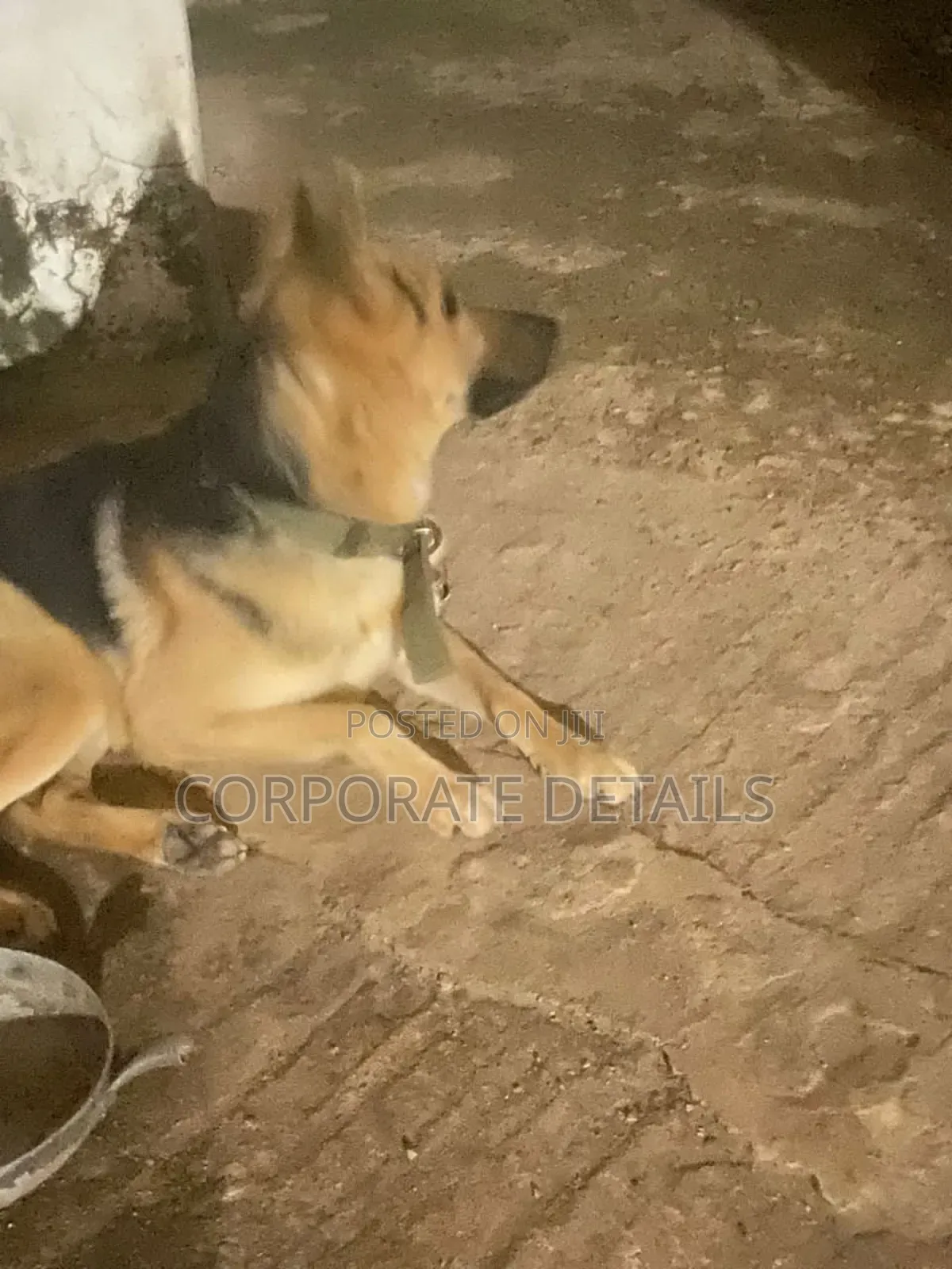 3-6 months Female Purebred German Shepherd