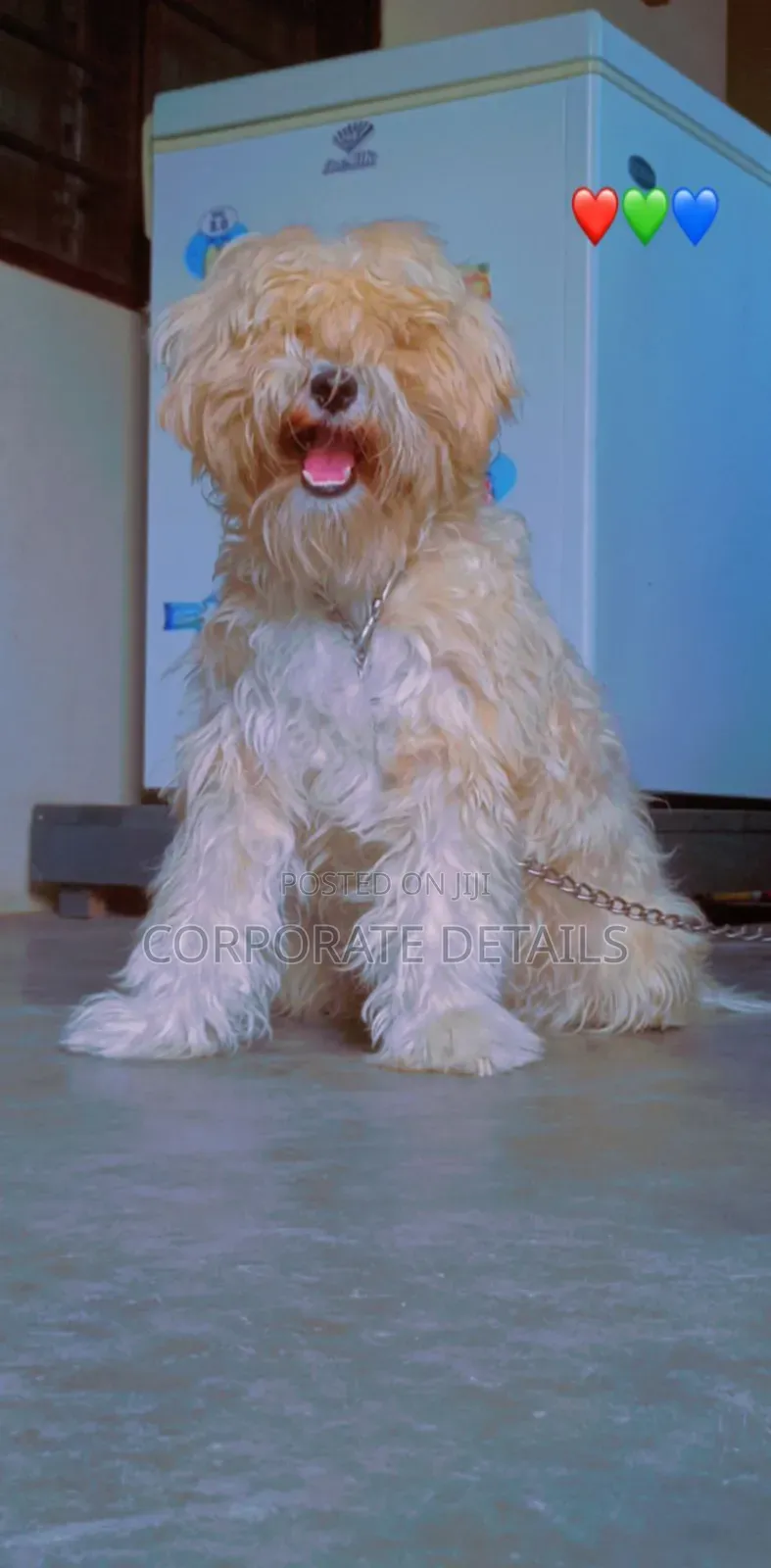 1-3 months Female Purebred Maltese