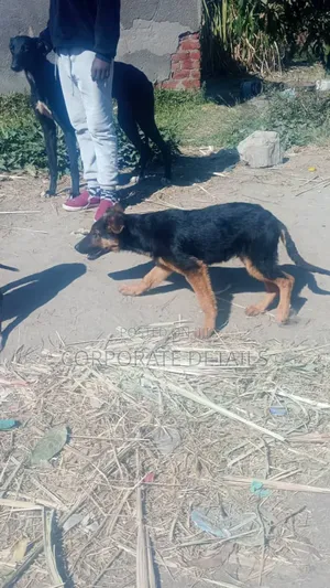 6-12 months Female Purebred German Shepherd