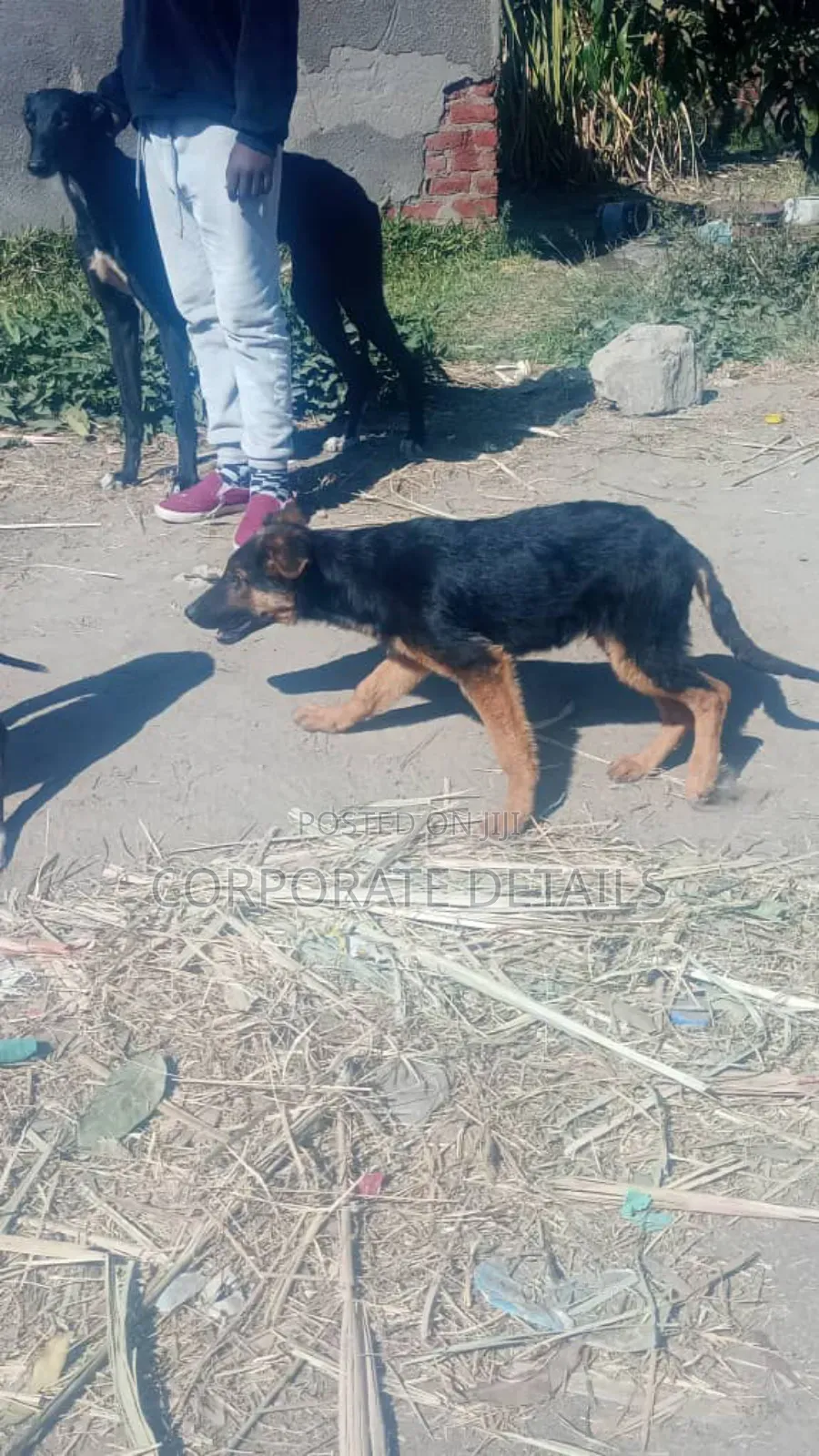 6-12 months Female Purebred German Shepherd