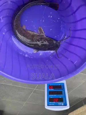 Catfish Farming