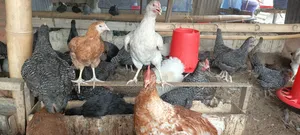 Well Vaccinated Fulani Fowls for Sell