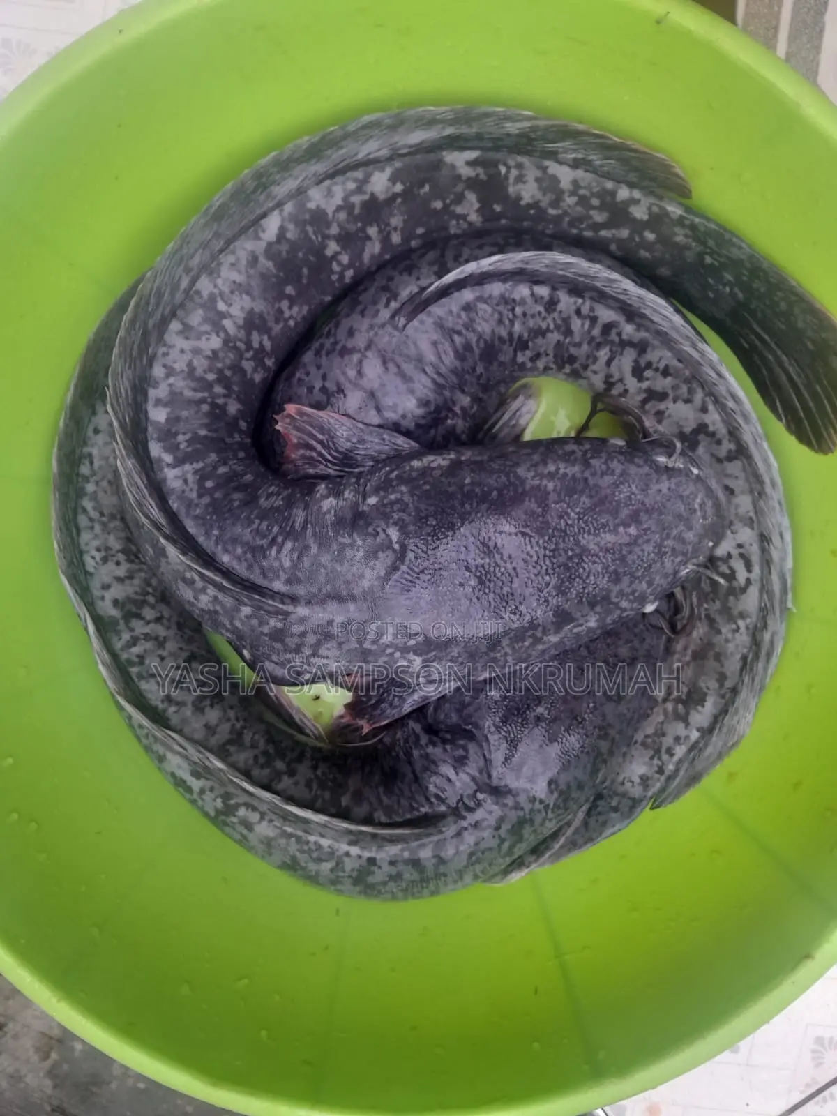 Catfish For Sale