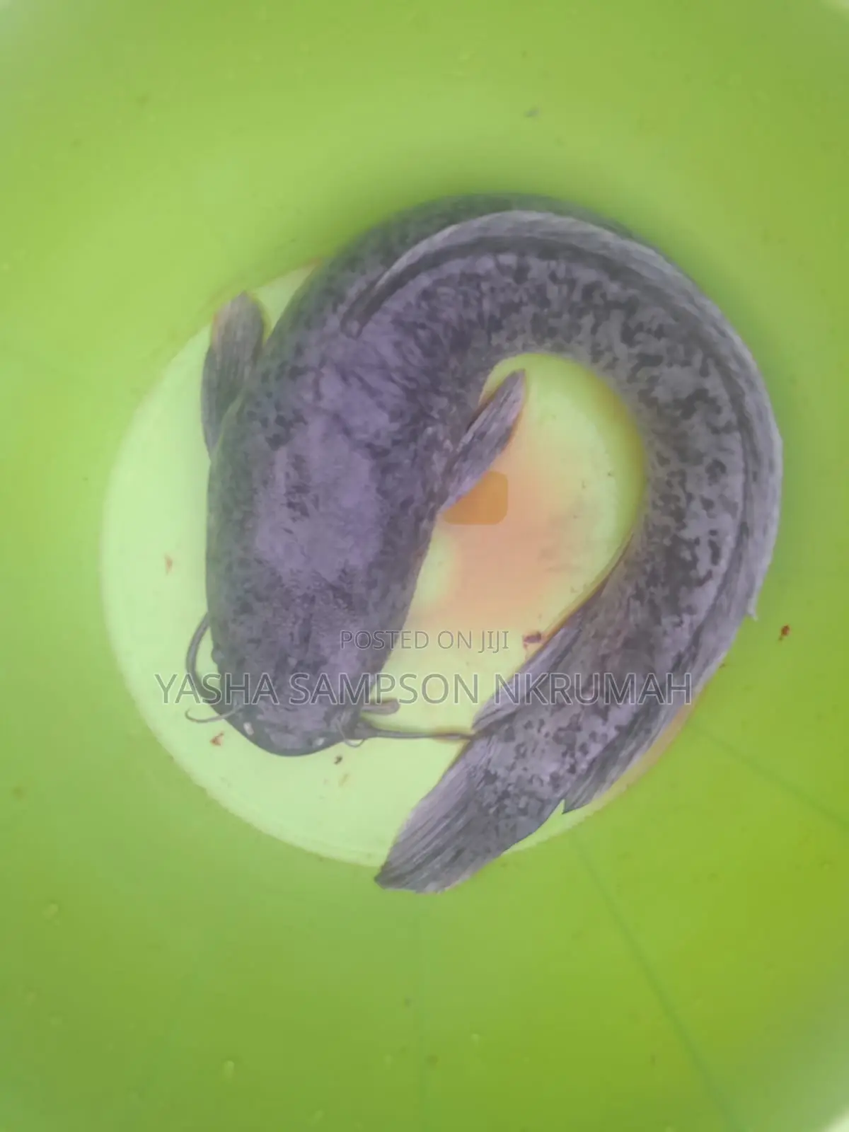 Catfish For Sale
