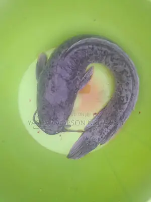 Catfish For Sale