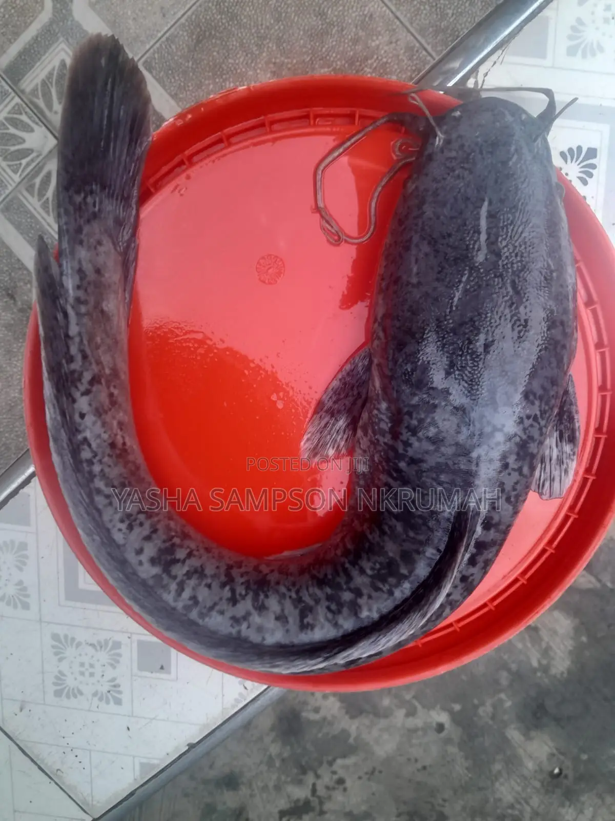 Catfish For Sale