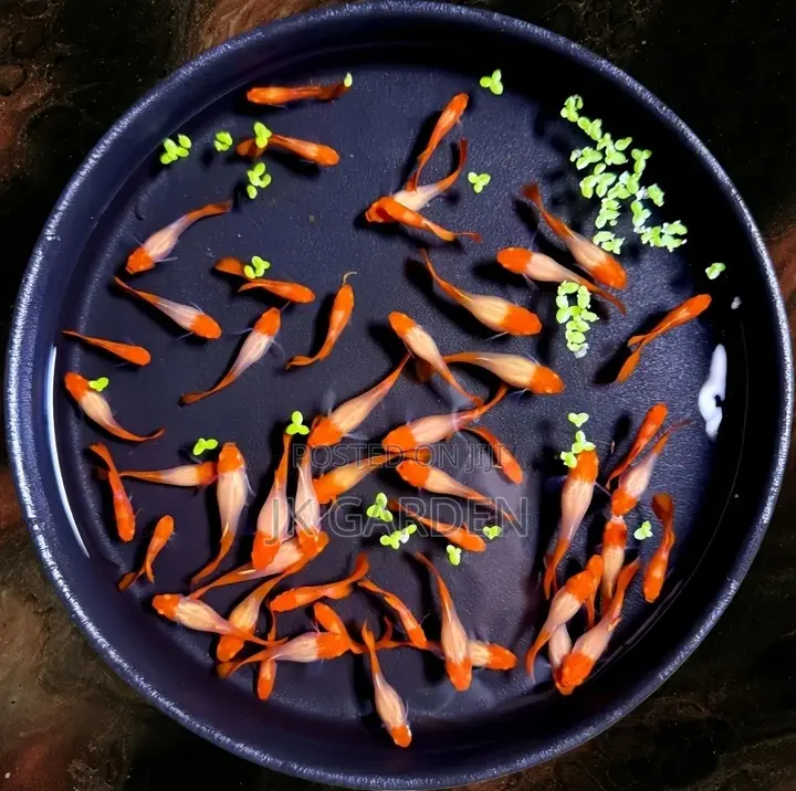 Beautiful Guppy Fish (Top Red With Lucky)