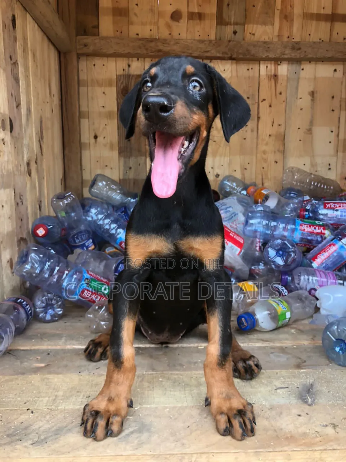 6-12 months Female Purebred Doberman Pinscher