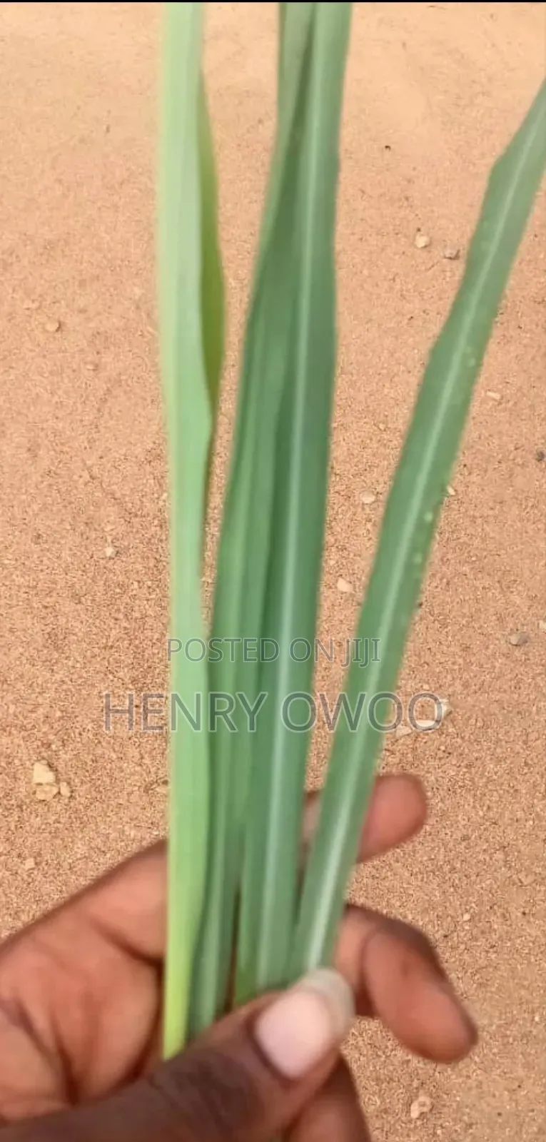 Fresh Lemon Grasses