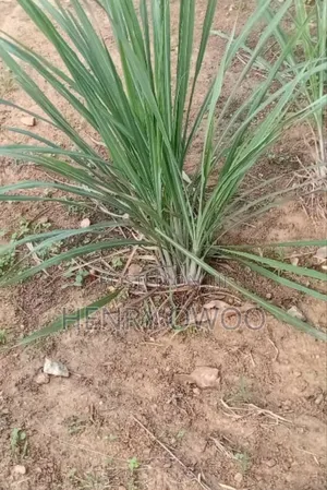 Fresh Lemon Grasses