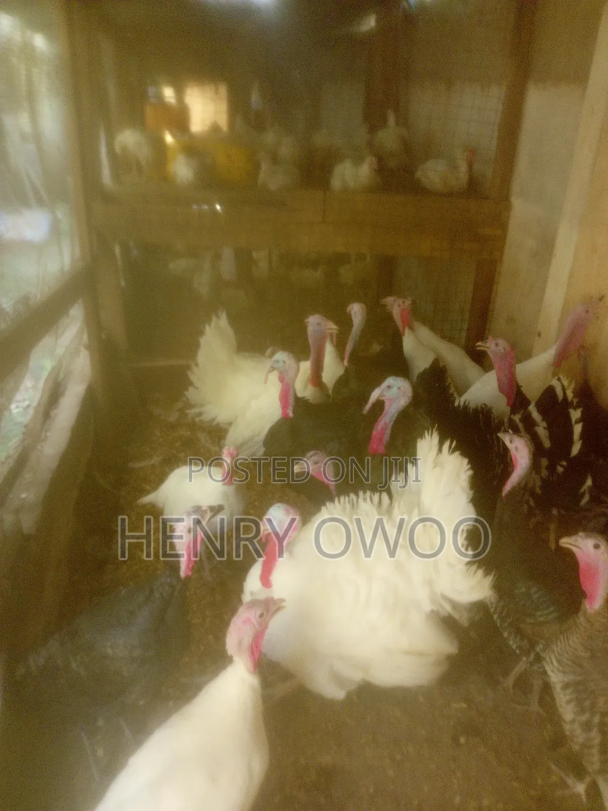 Healthy Turkey