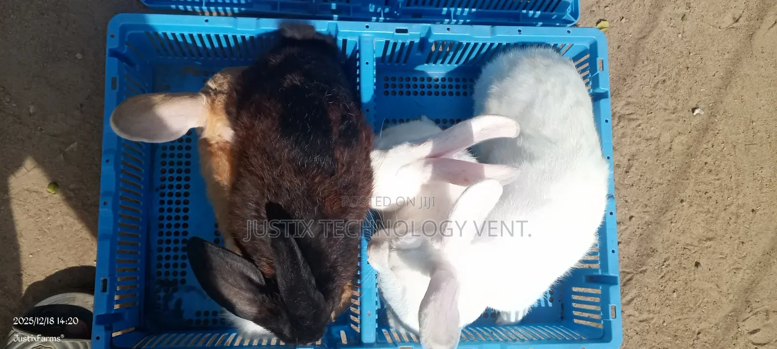 Newzealand Black White Rabbit