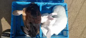 Newzealand Black White Rabbit